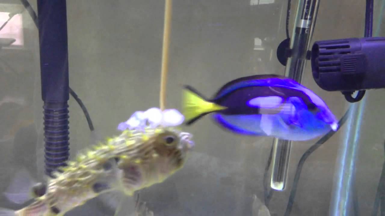 Feeding my Spiny Box Puffer