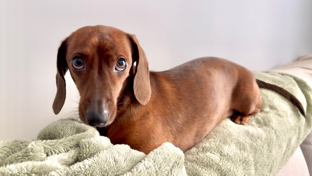 Mini dachshund never lets his size hold him back!
