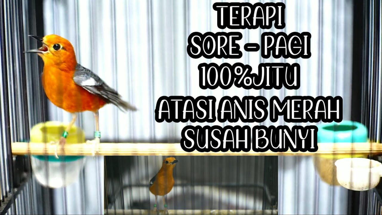 MASTERAN Sore sampai Pagi anis merah MACET BUNYI 100%AMPUH bikin NGEPLONG dan ikut TELER