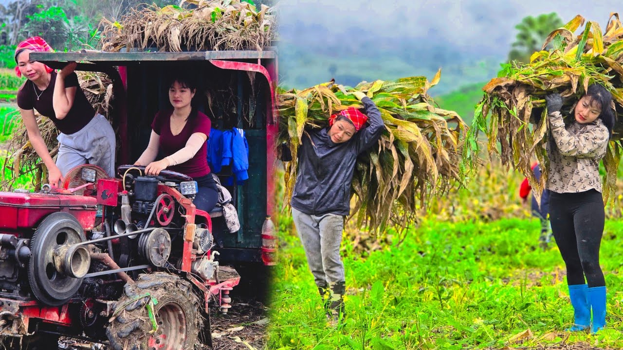 Agricultural vehicles are assisting villagers in preparing for the 2026 Lunar New Year.#farm #wood