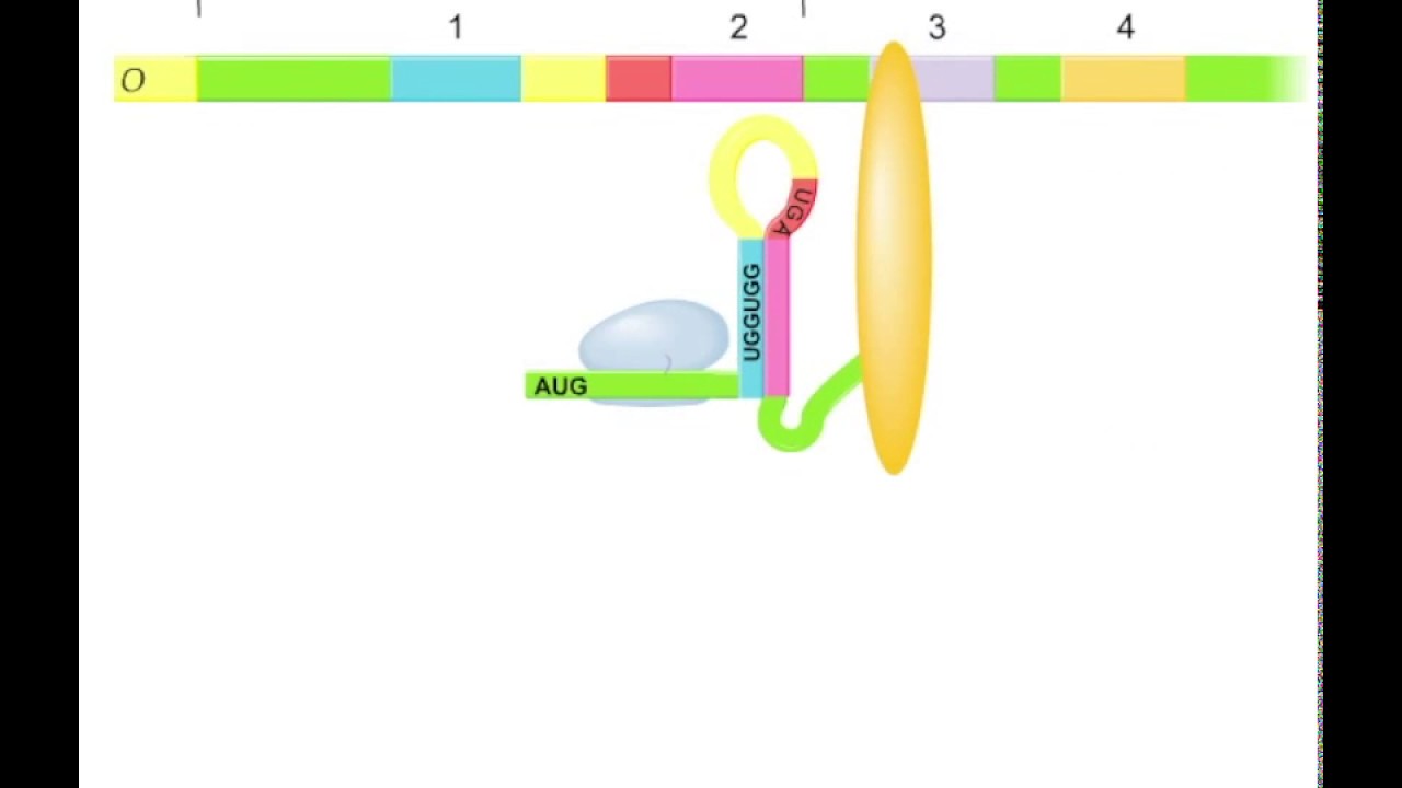 Trp operon- regulation by attenuation(Animation)