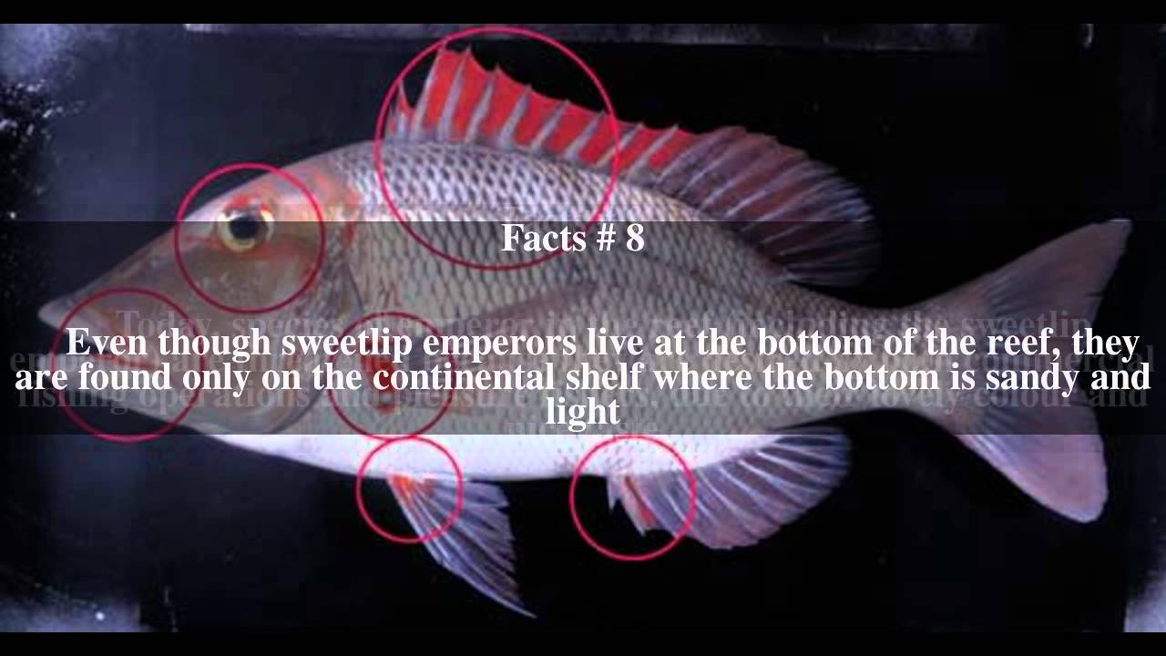 Sweetlip emperor Top # 13 Facts