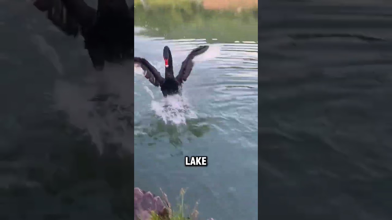 #story  #touchingstories #cute #amazing #heartwarming #swan