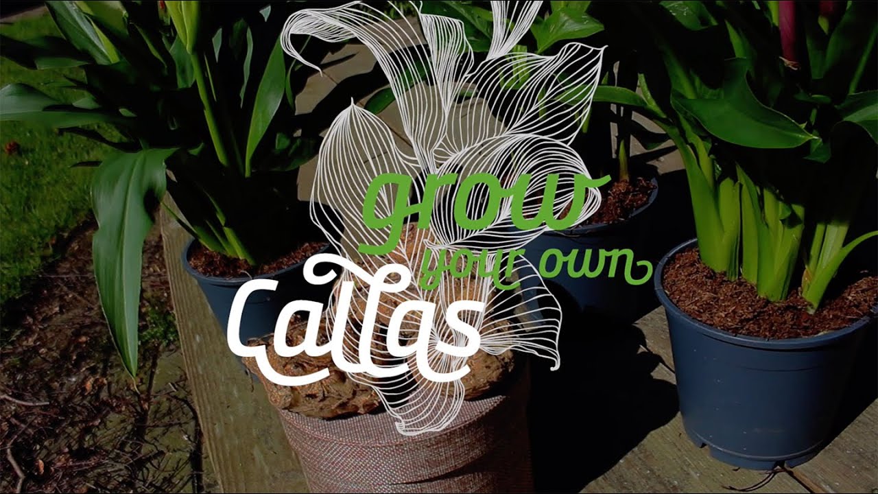 Cultivez votre propre Callas