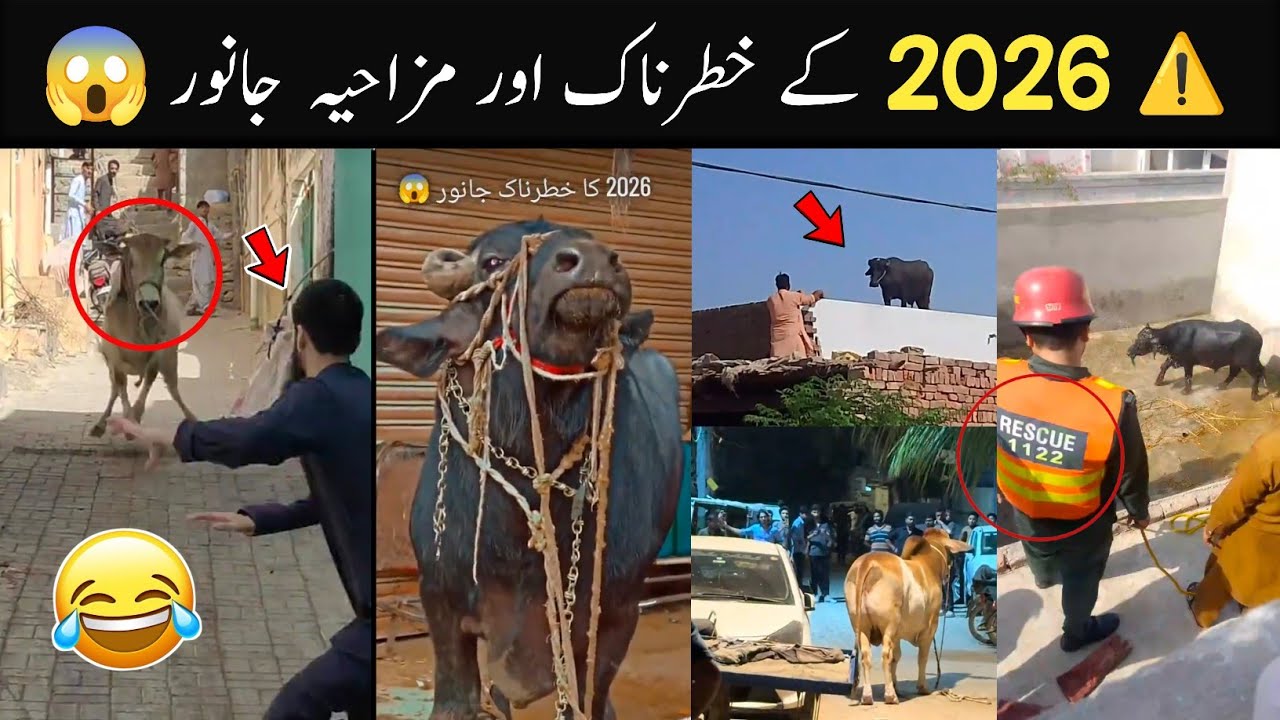 Funny Qurbani Animal Moments 2026 😜😅 | 2026 Ke Sab Se Khatarnak Aur Mazahiya janwar
