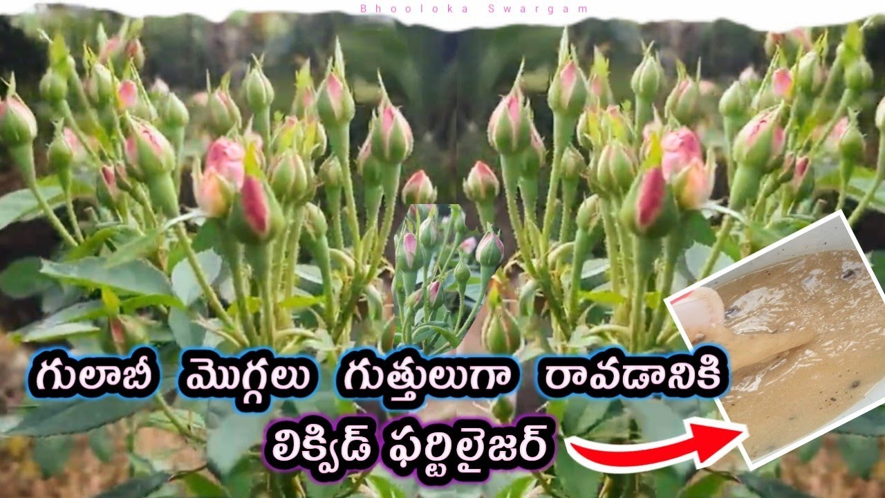 గులాబీలు బాగా పుయ్యడానికి Homemade fertilizer for rose plants - more roses puvvulu baga puyyadaniki