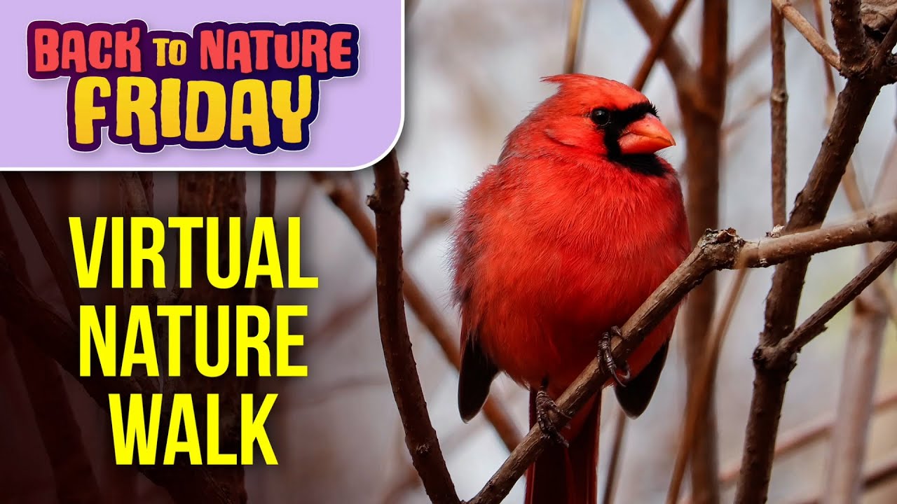 Virtual Nature Walk | Back to Nature Friday