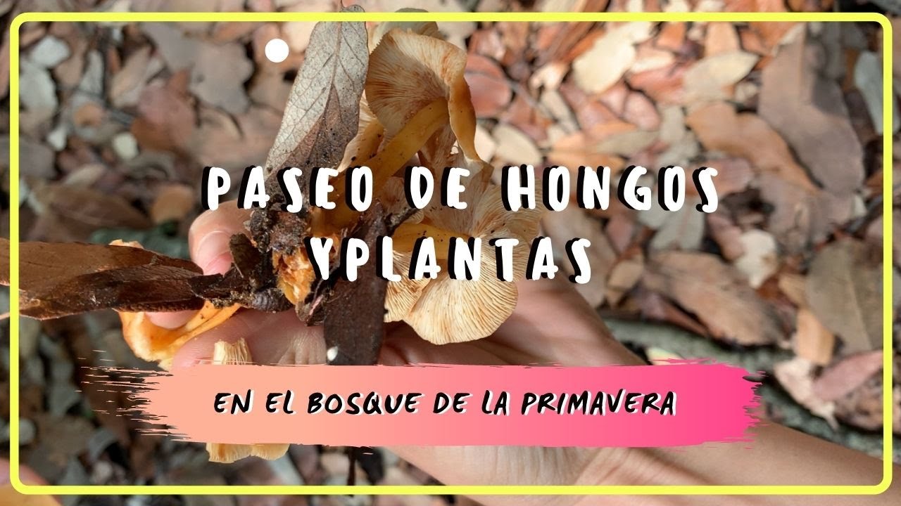 Paseo de hongos y plantas en el Bosque de la Primavera I Storytime de cuarentena.
