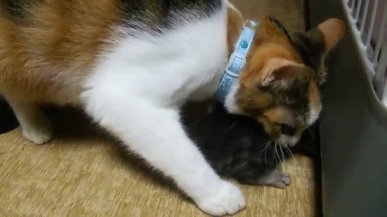 仔猫を咥えるのが下手なお母さん猫