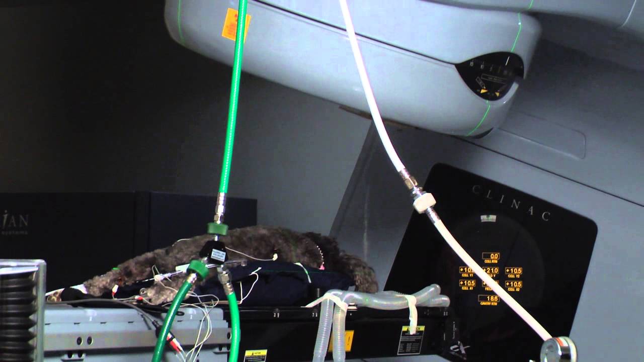 Intensity-modulated Radiation Therapy for your Pet at UT College of Veterinary Medicine