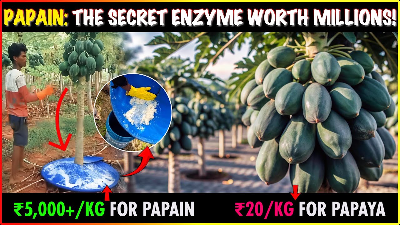 Papain Extraction: Turning Papaya Latex into High-Value Enzyme | Uses & Process Explained