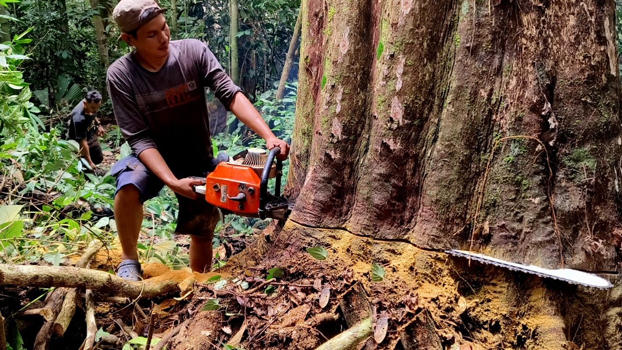 Padat berisi..!! Kayu Besi Ribuan tahun..!! Kayu tropis kalimantan