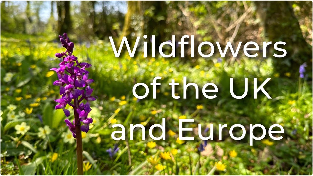Wildflowers of the UK and Europe (Part 4)