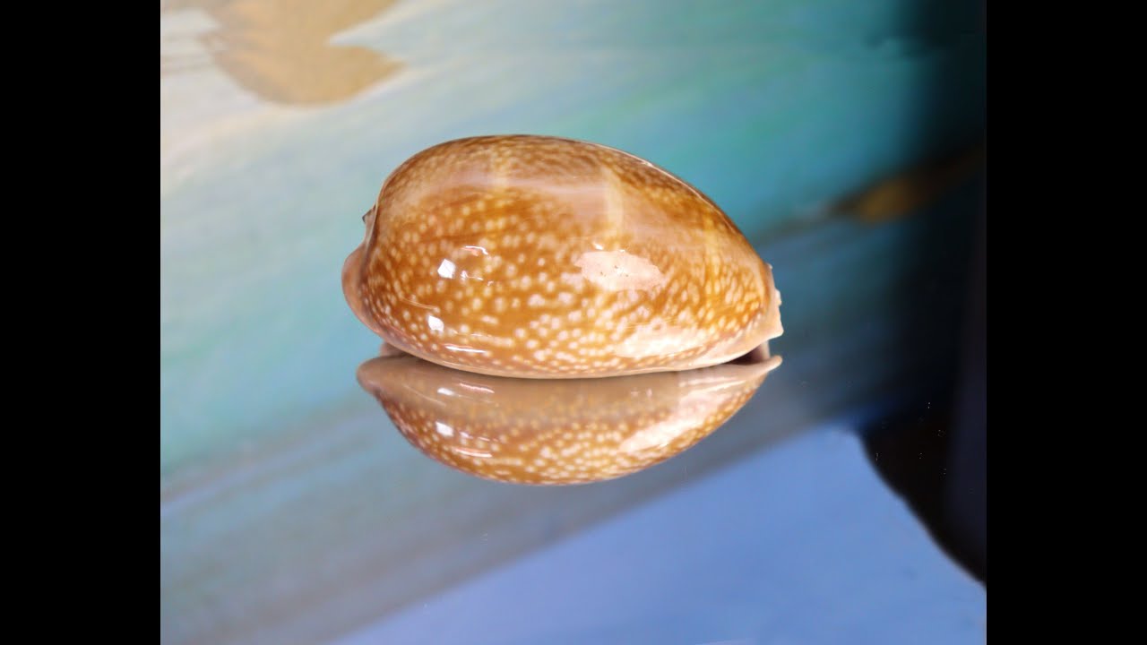 Ципрея олень (Cypraea cervus) 9,8 см.