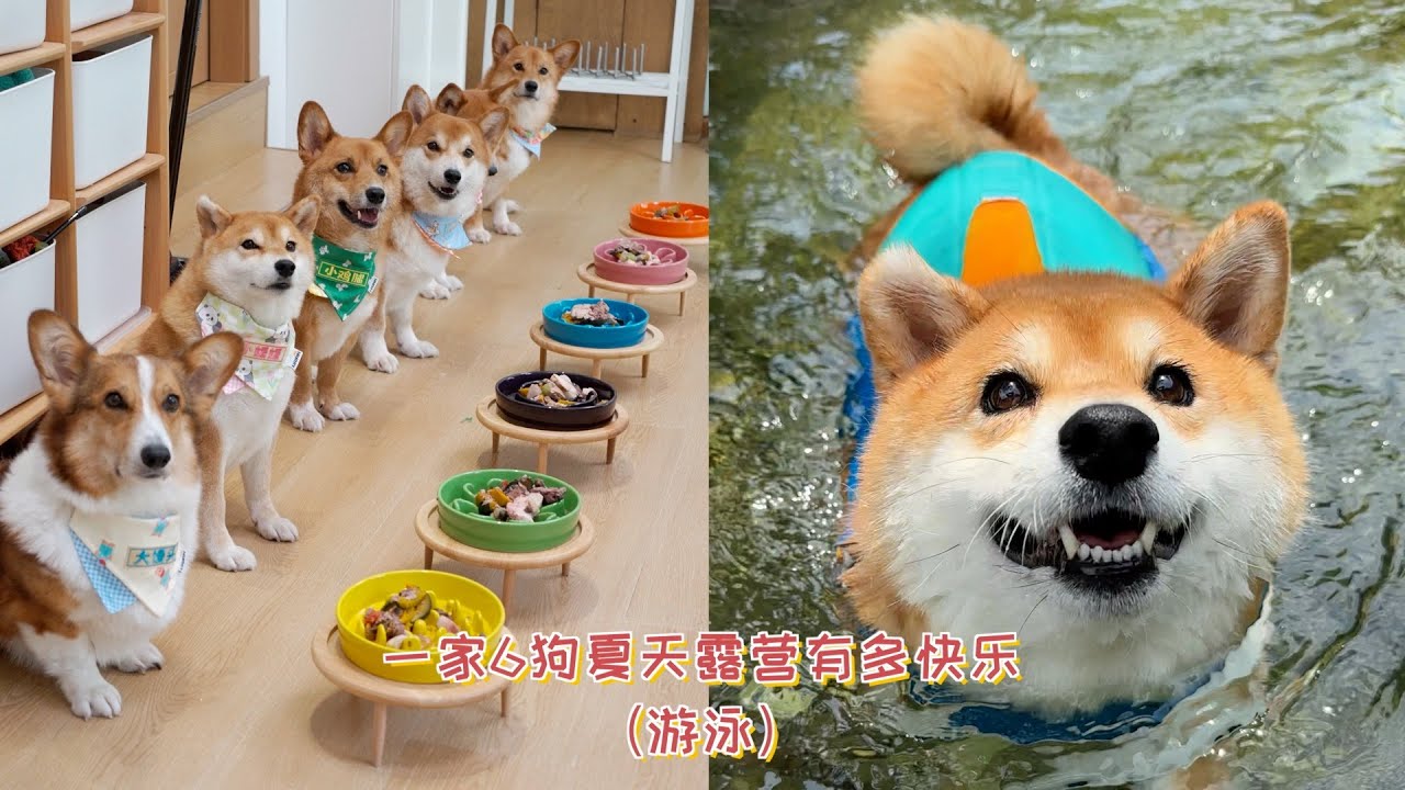 一家6狗夏天露营有多快乐？小狗游泳的一天