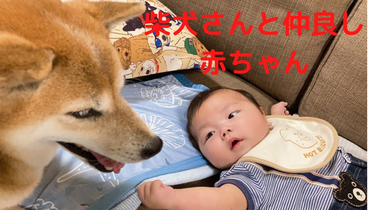 子守りをする柴犬と、その手を離したくない生後3ヶ月の赤ちゃん。