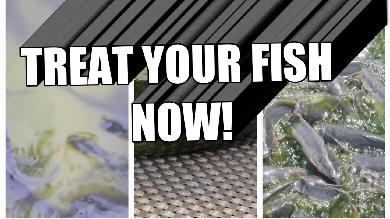 How to Treat Fish Diseases in your pond using Bitter leaves/ Free natural Herbs 🌿