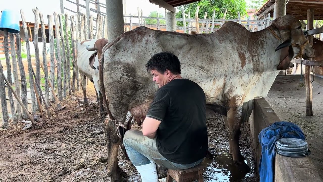 Fazenda Santa Rita Varjota Ceará contato para negociar (88 )99629-6384
