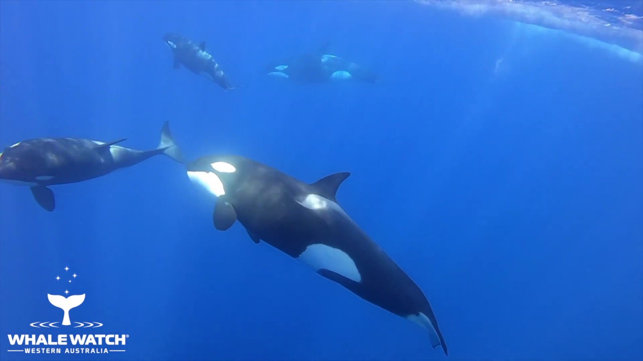 Bremer Canyon Orca Family