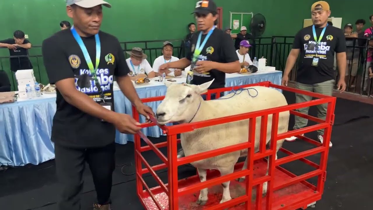 KONTES DOMBA NASIONAL TULUNGAGUNG 