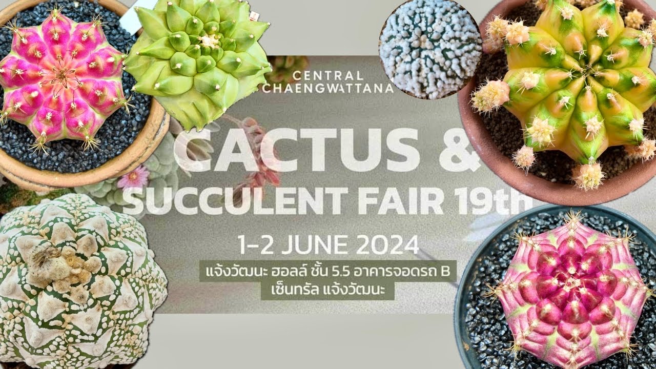 Tour Cactus Fair : 🌵🎉😊Cactus & Succulent fair 19th @Central Chaengwattana 1-2 June 2024