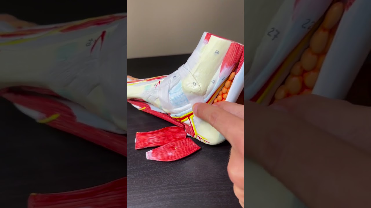 Tibial Posterior y sus Relaciones 🩶 #trauma #traumatologia #pieytobillo #pie #tobillo #tibial