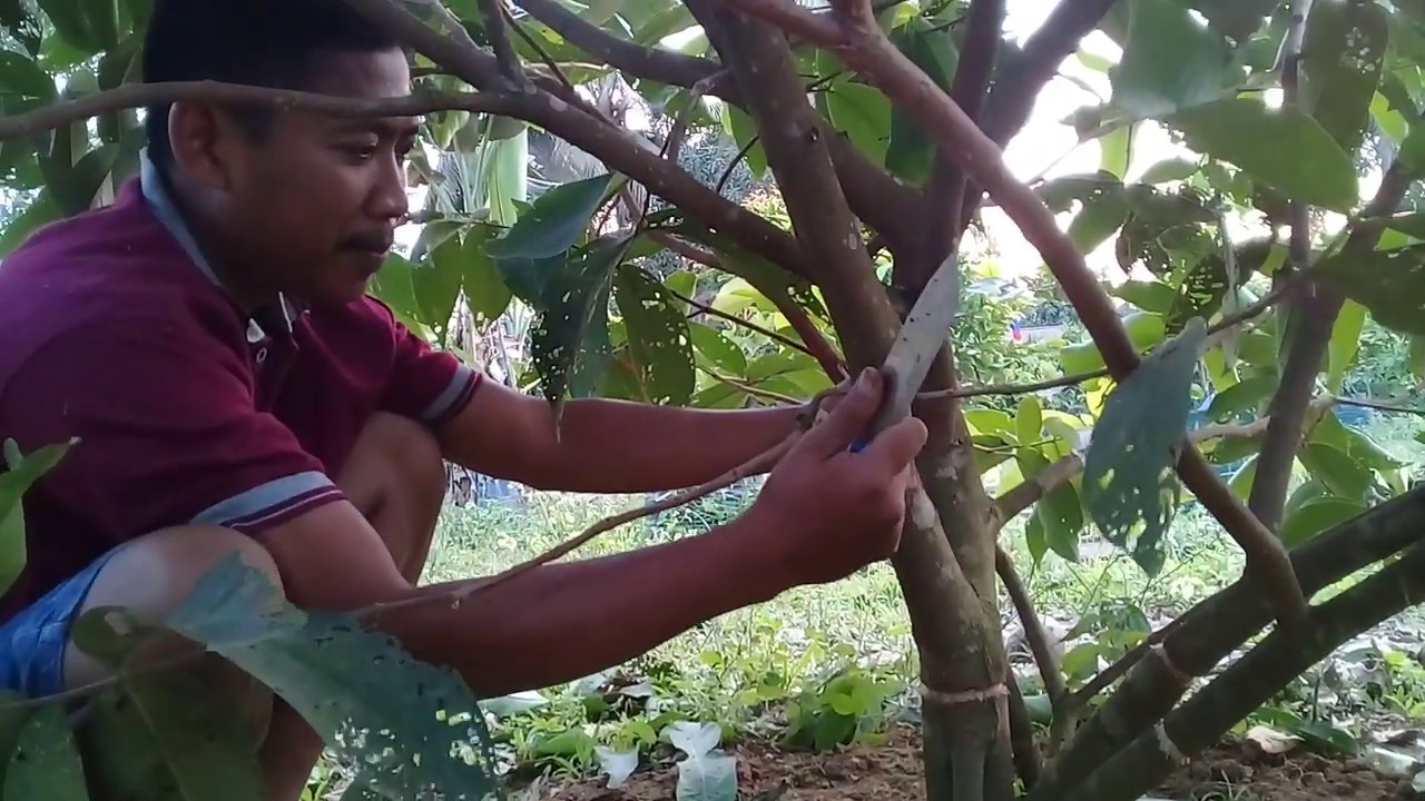 CARA DAN TEKNIK GURAT YANG BAIK AGAR POHON JAMBU AIR CEPAT BERBUAH