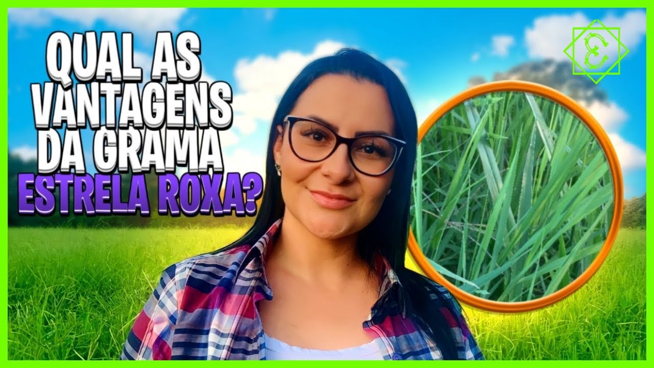 PASTAGEM DE GRAMA ESTRELA ROXA | E uma surpresa para voc&ecirc;s !