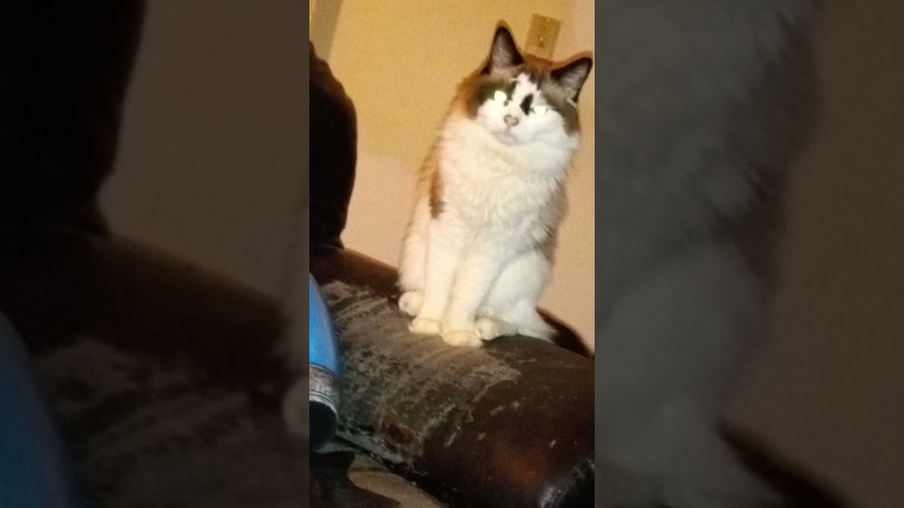#cats