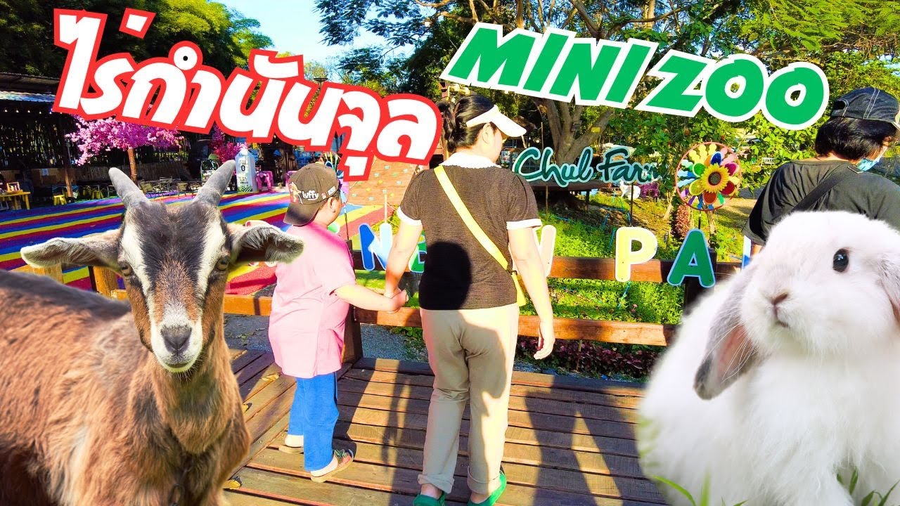 เที่ยวไร่กำนันจุล เพชรบูรณ์ | มีฟาร์มสัตว์ Mini Zoo ด้วย | แพะจะกินผักมั้ยนะ?
