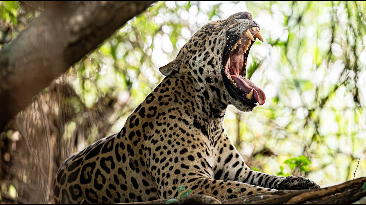 World's First Jaguar Protection Insurance | PNUD Argentina