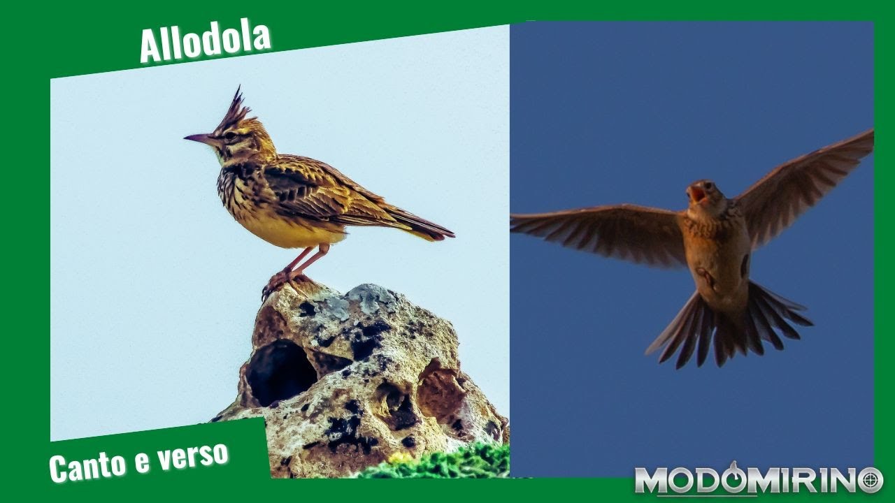 Canto e verso Allodola - Richiamo  Alauda arvensis