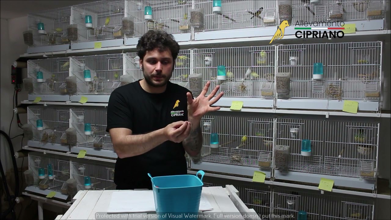Periodo riproduttivo: metodo, alimentazione, fotoperiodo, ambiente. - ALLEVAMENTO CIPRIANO -