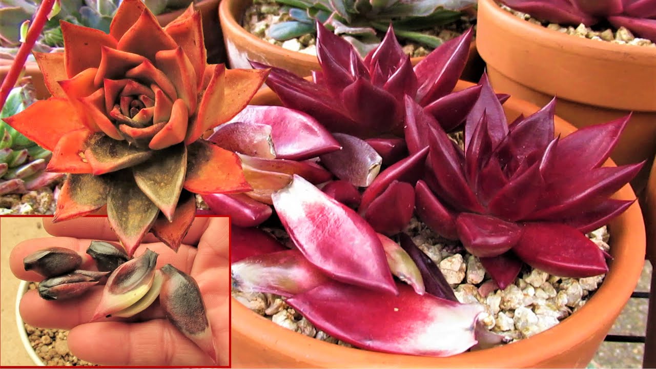 HOW TO DEAL WITH SUCCULENT UNDERWATERING ROOT ROT