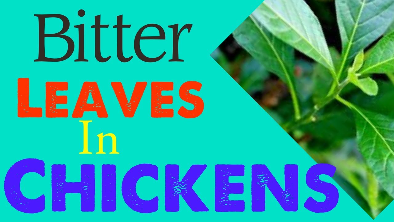 How to treat fever in chickens in 1 day 100%#chicken #backyardchickens