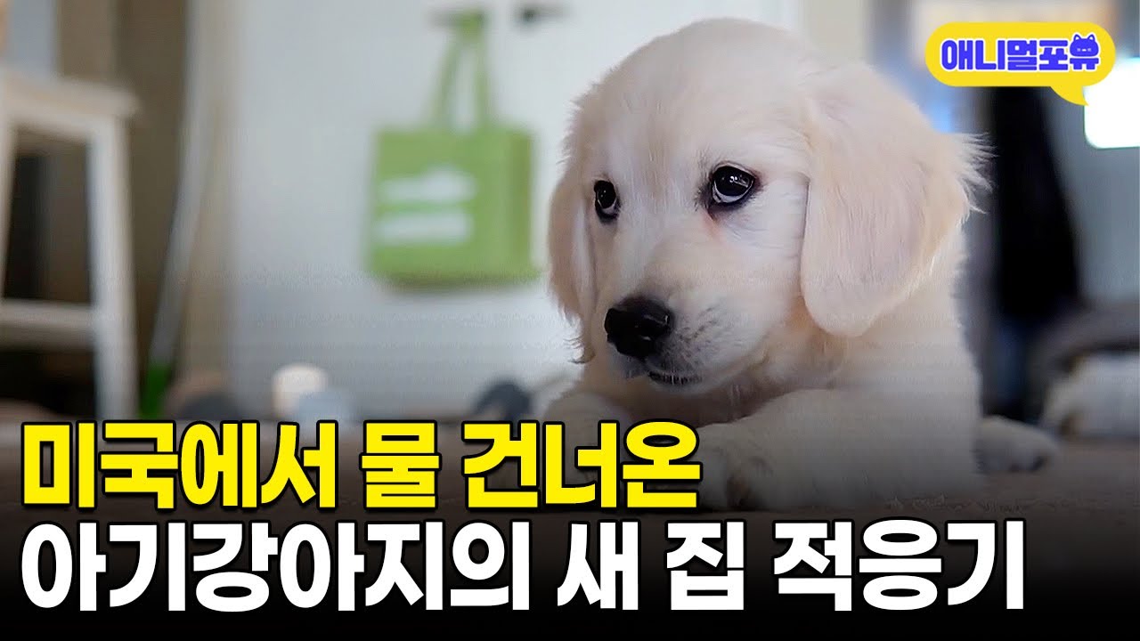 미국에서 온 강아지는 영어로 말을 걸어야 할까?! 미국에서 온 아기 리트리버 단비ㅣKBS 무한리필샐러드 200327 방송