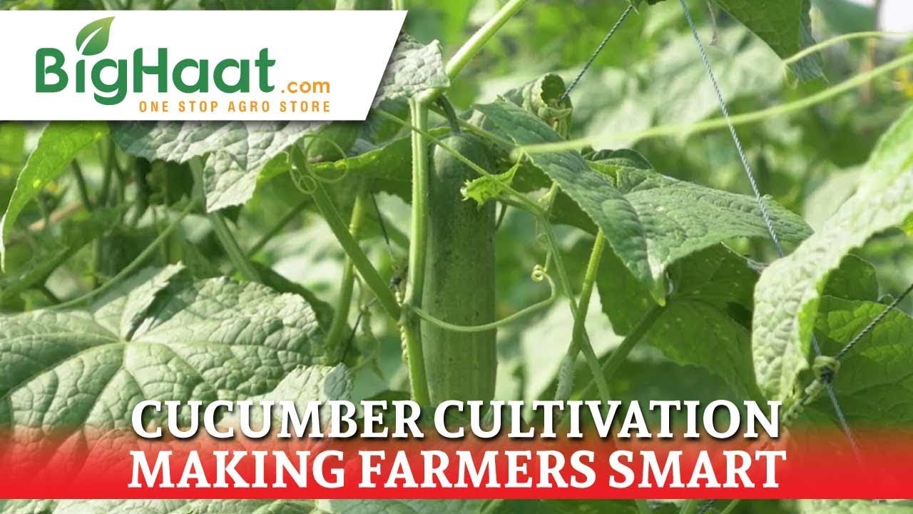 Cucumber Cultivation | BigHaat