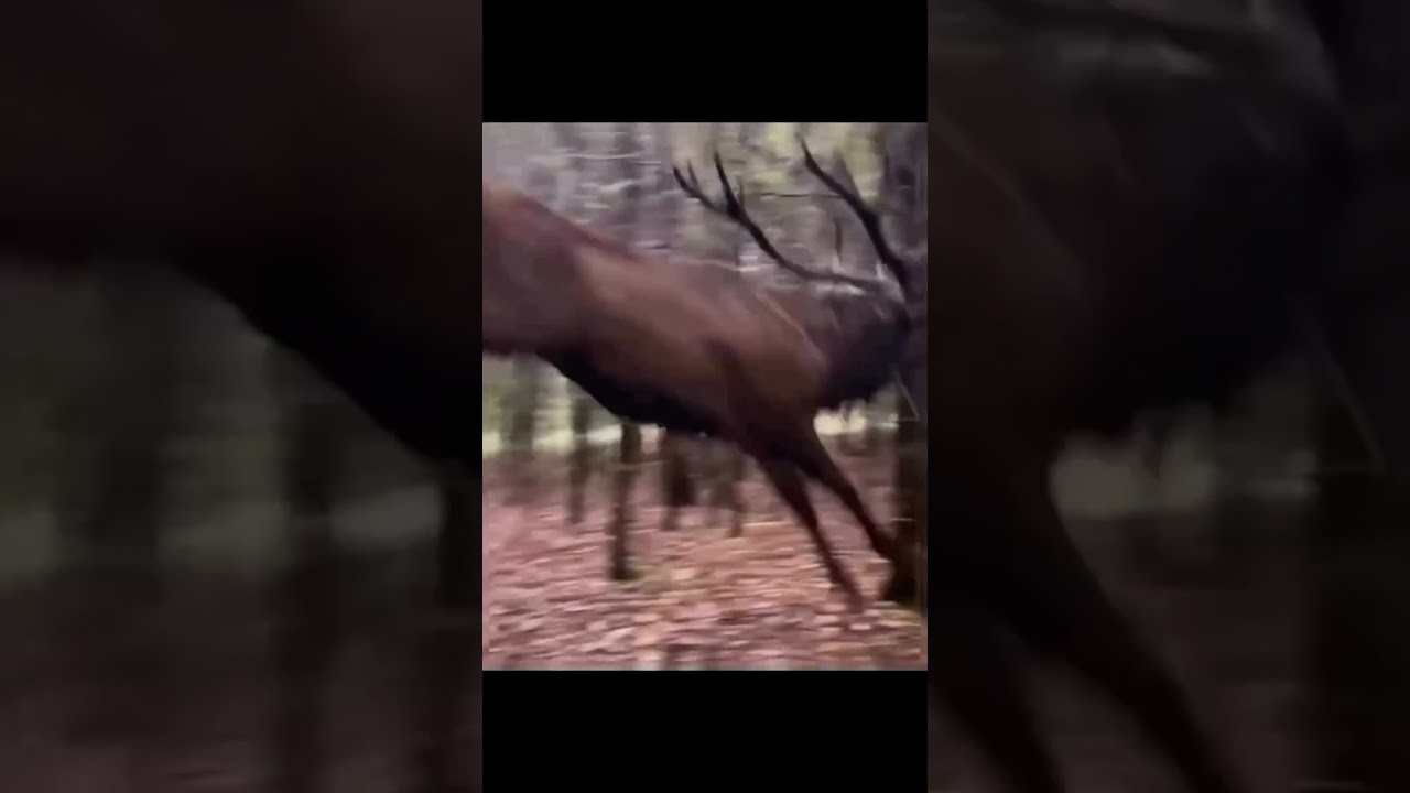 Moose Jumping in the woods #moose #wow #fyp #explore #funny