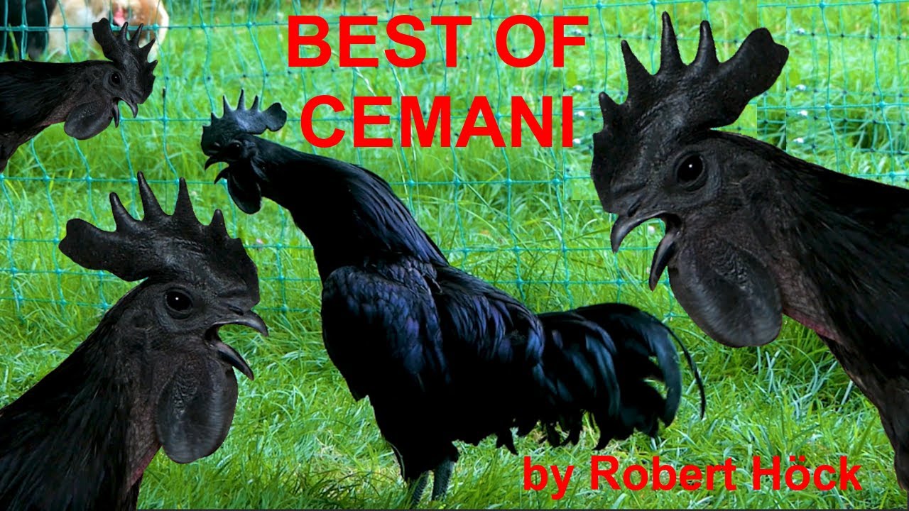 BEST OF AYAM CEMANI - Krährufe von Cemani-Hähnen zum Testhören - cemani rossters crowing - chickens