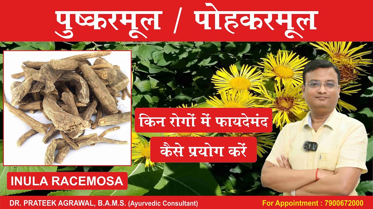 पुष्करमूल के फायदे और नुकसान | Inula racemosa | Dr. Prateek Agrawal (479) #ayurveda
