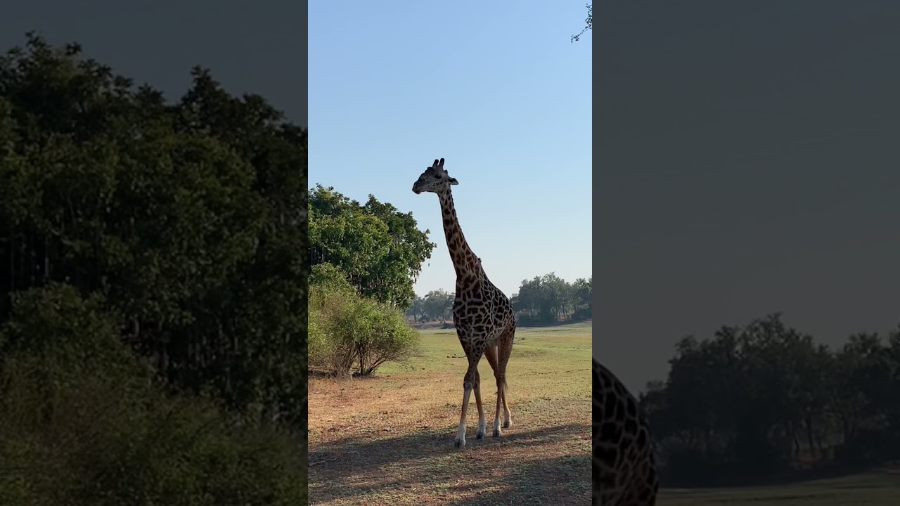 Giraffe walks VERY close!