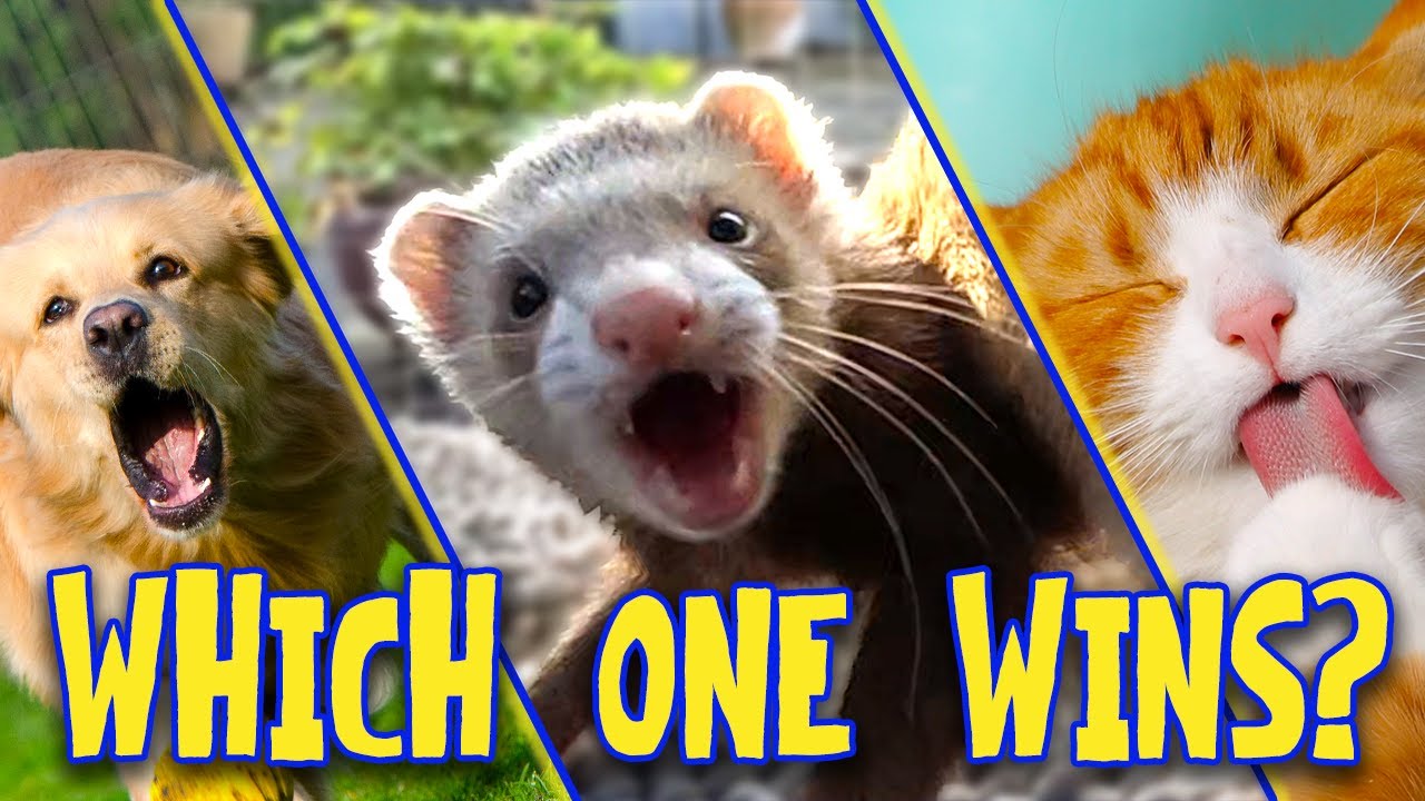 Which Pet Is Best for You? Ferret vs Dog vs Cat (Real Talk)