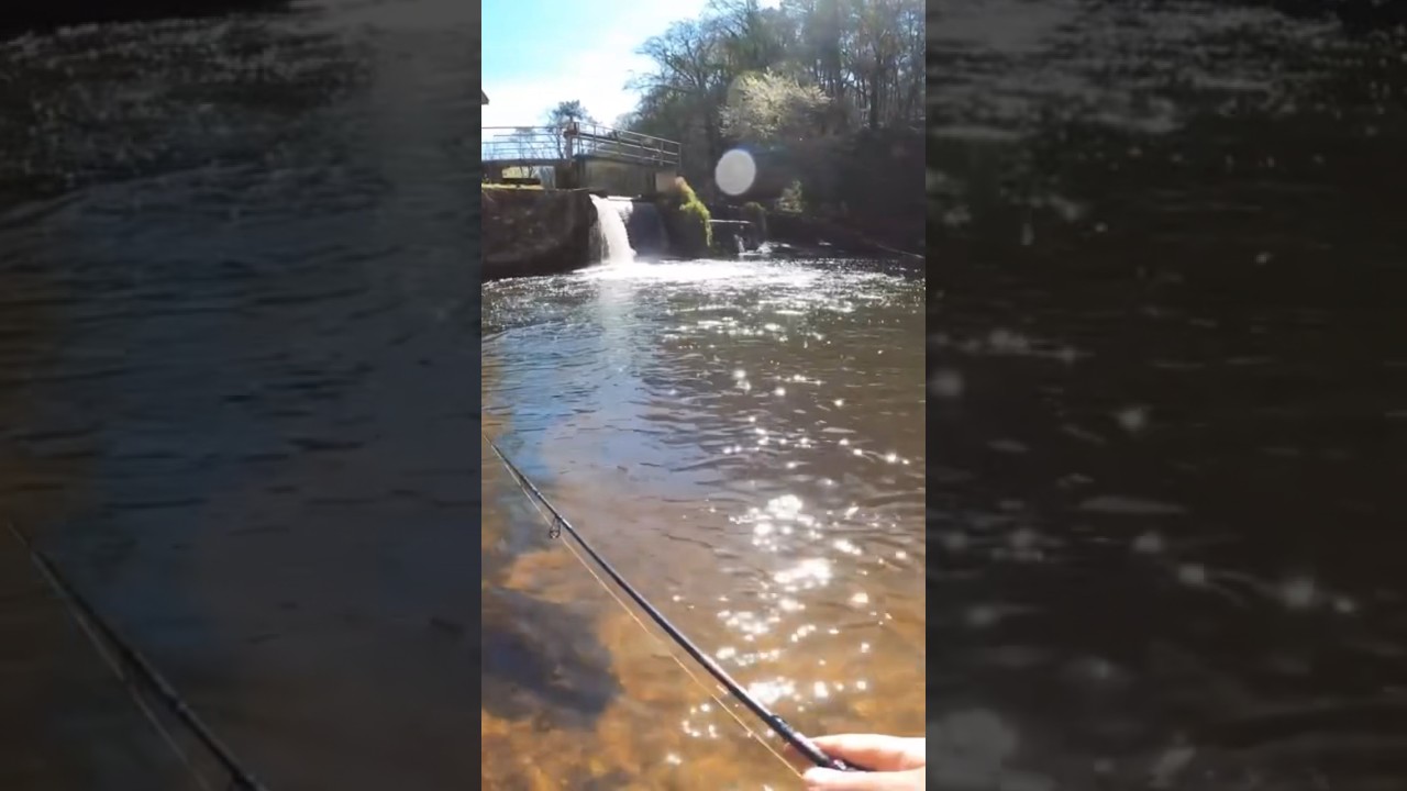 OUVERTURE TRUITE, souvenir d&rsquo;une truite pour Fab #fishing #ouverture #truite