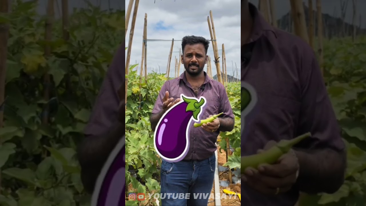 brinjal Fruit and shoot borer management practices #brinjal #agriculture #farming #tamilnadu