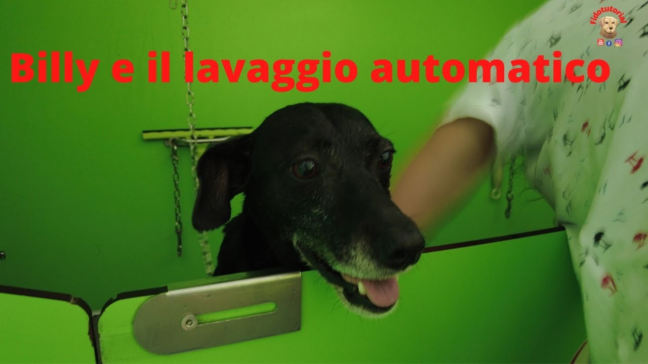 Billy e il lavaggio automatico - Lavaggio cani self service
