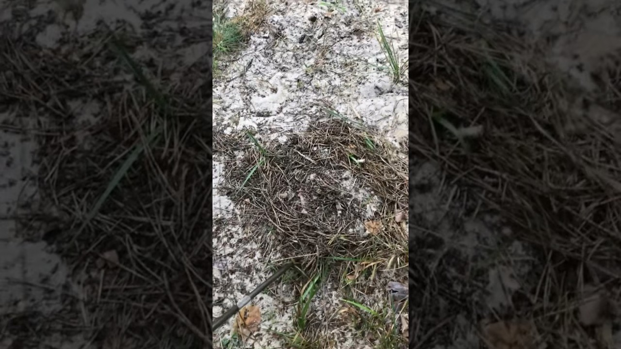Professional work of a Ukrainian sapper🫡🇺🇦
