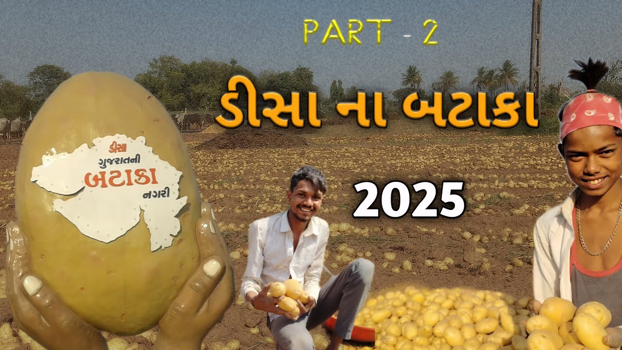 ડીસા ના બટાકા 🥔 Part 2 | Gujrat Pottato City Deesa |05 ,March ,2025 | #farming #Potato #agruculture