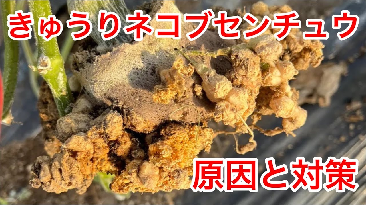 【ネコブセンチュウ】きゅうり。原因と対策について。