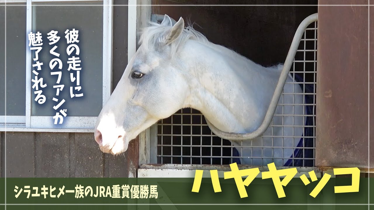 【ハヤヤッコ】ホースパークに暮らす白毛アイドルの、ほがらかで幸せな日常