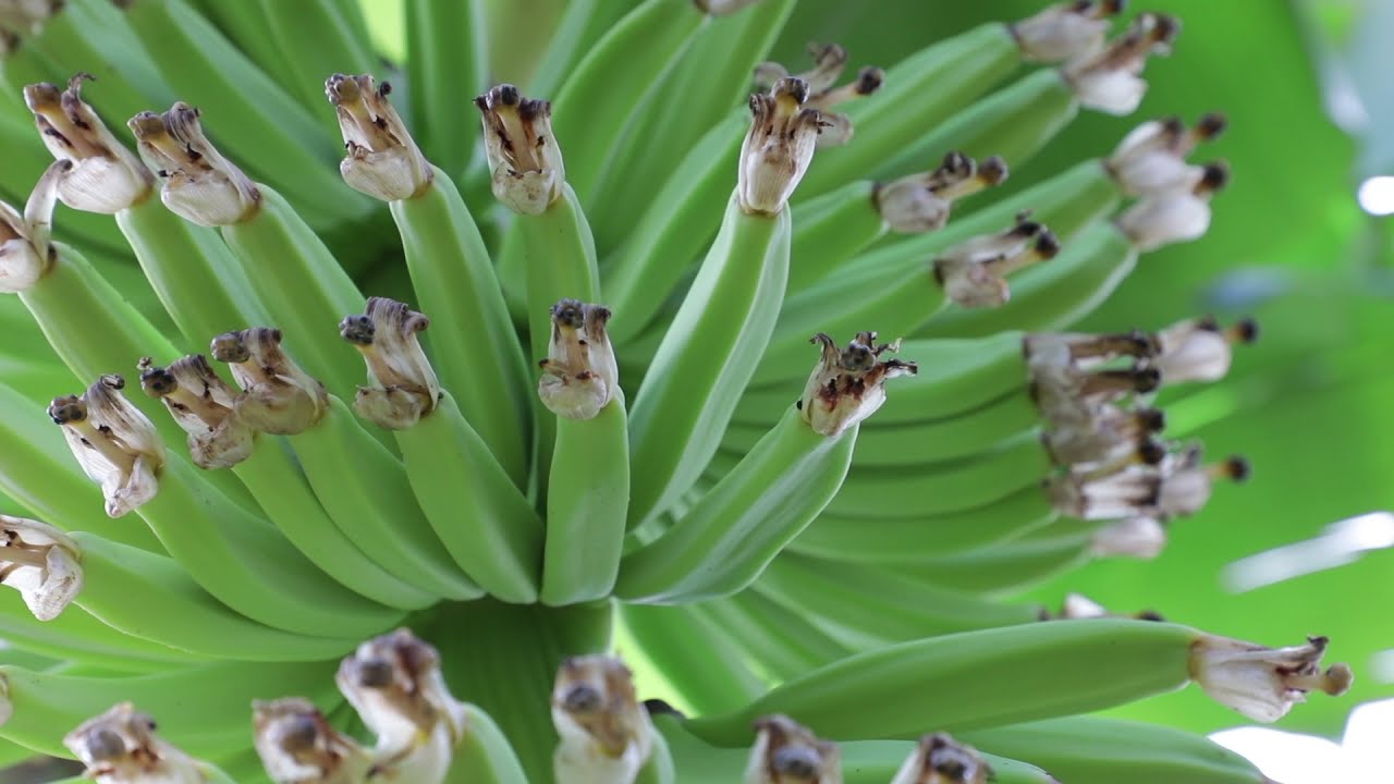 Les nouveaux challenges de la filière banane de Guadeloupe et Martinique